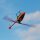 Blade 230 S Smart BNF Basic with SAFE Heli Hubschrauber BLH1250